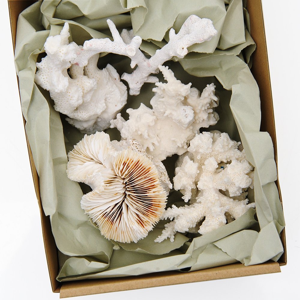 かざりサンゴ・貝殻　Ｍサイズ（５個セット）　（形状お任せ）　ＣＲＣ10―35―90―10―00