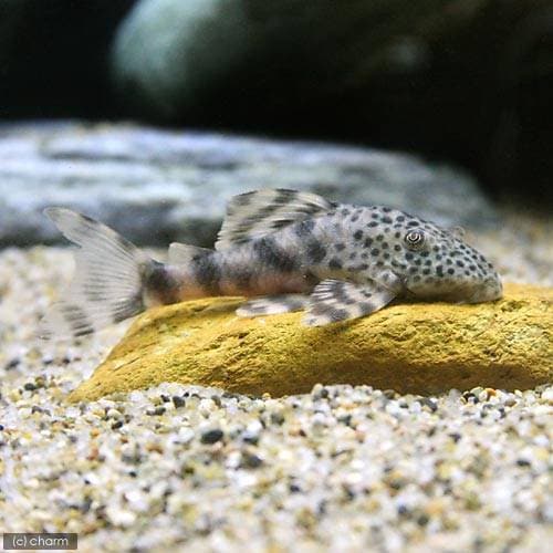 （熱帯魚）ウカヤリマーブルタイガー・プレコ（ワイルド）（１匹）　北海道・九州航空便要保温　ＣＲＣ13―44―20―00―00