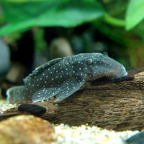 （熱帯魚）ブルースポット・グローボ（ワイルド）（１匹）　北海道・九州航空便要保温　ＣＲＣ13―44―40―00―00