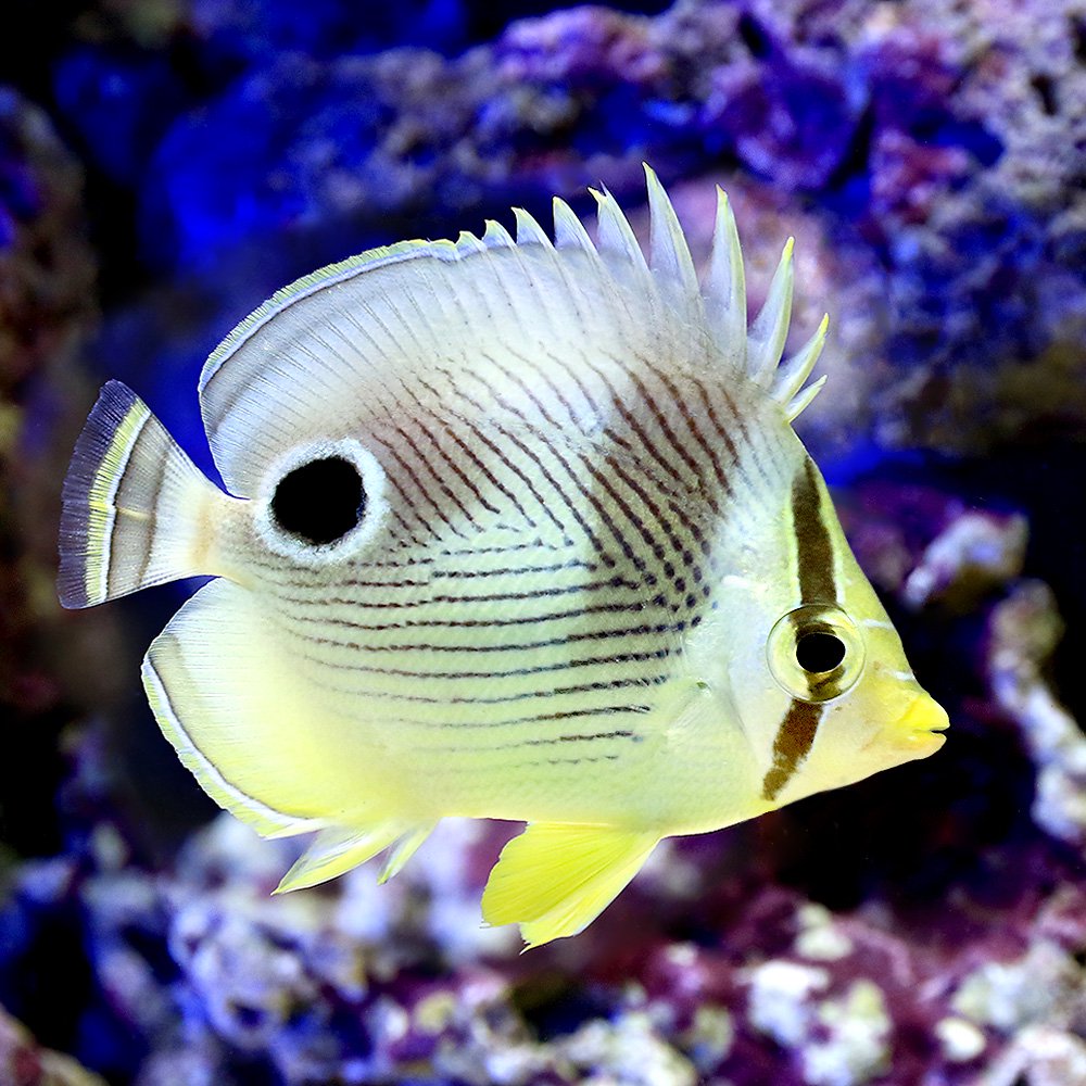 （海水魚）フォーアイバタフライ（１匹）　北海道・九州航空便要保温　ＣＲＣ26―30―10―50―00