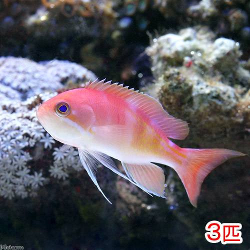（海水魚）マルシアズアンティアス（３匹）　北海道・九州航空便要保温　ＣＲＣ26―30―20―00―00