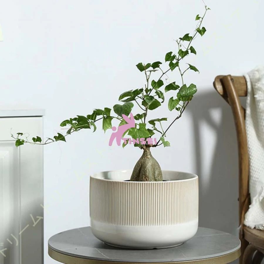 母の日5月の多肉植物鉢 陶器製 底穴あり サボテン鉢 フラワーポット シンプル お洒落 白 縦縞 多肉植物ポット 丸形 リビング オフィス レストラン 置物 飾り 6,426円