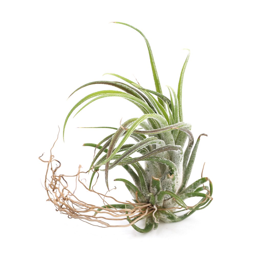 （観葉植物）エアープランツ　チランジア　プルイノーサXスカポーサ（１株）　ＣＲＣ15―50―10―00―00