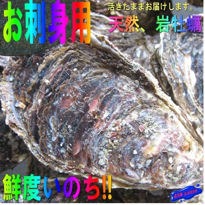 生食用「岩牡蠣L-30粒で10kg」-300～350gサイズー　活きたままお届けします!!