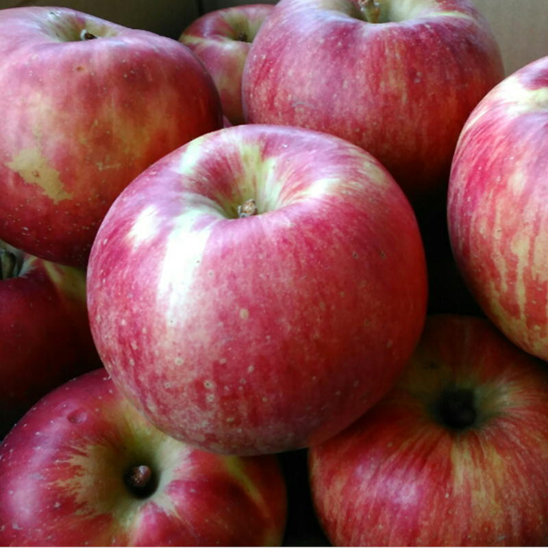 赤りんご　訳あり 約１０キロ（約２４-５０玉）（サンつがる早生ふじサンふじ）など　産地おまかせ（長野青森山形）１箱約１０キロ（約２４-５０玉）フルーツ　グルメ　りんご　リンゴ　林檎　120サイズ