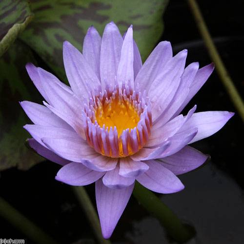 （ビオトープ）睡蓮　熱帯性睡蓮（スイレン）（青紫）　バグダッド（１ポット）（ムカゴ種）　ＣＲＣ15―10―23―40―00