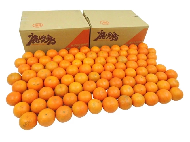 鹿児島産 =たんかん= 秀品 約10kg 大きさおまかせ 予約 2月中旬以降