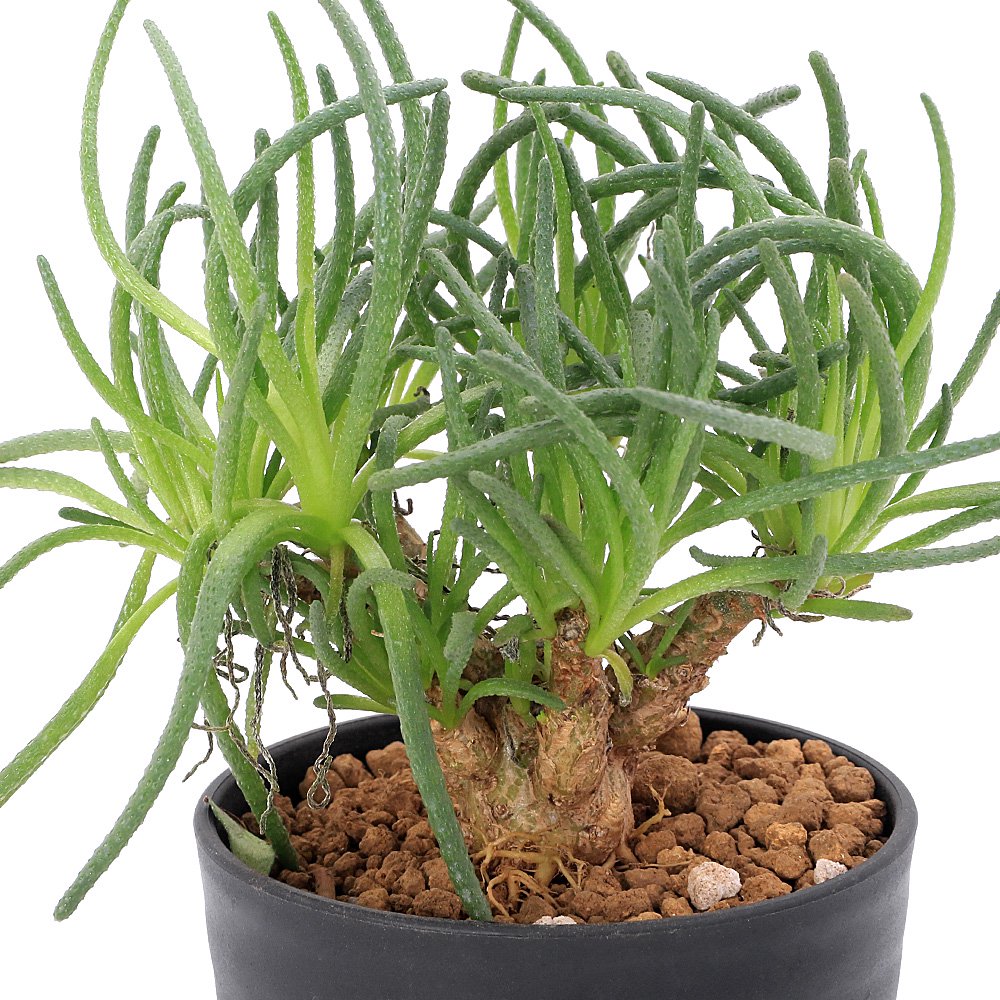 （多肉植物）フィロボルス　レスルゲンス　３．５号（１鉢）　ＣＲＣ15―62―95―00―00 5,184円