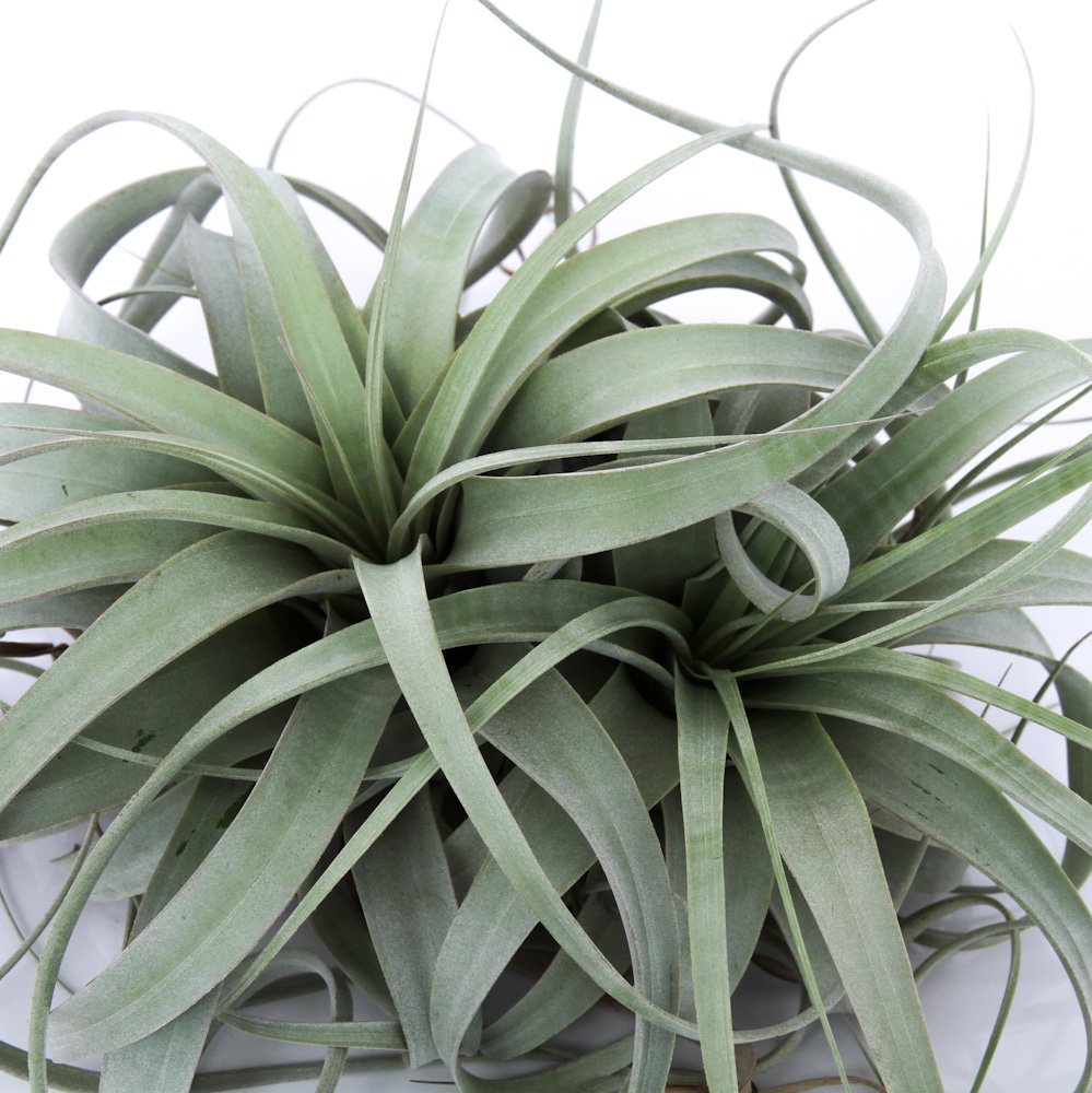 （観葉植物）エアープランツ　チランジア　キセログラフィカ　ＸＬサイズ（１株）　ＣＲＣ15―50―10―00―00
