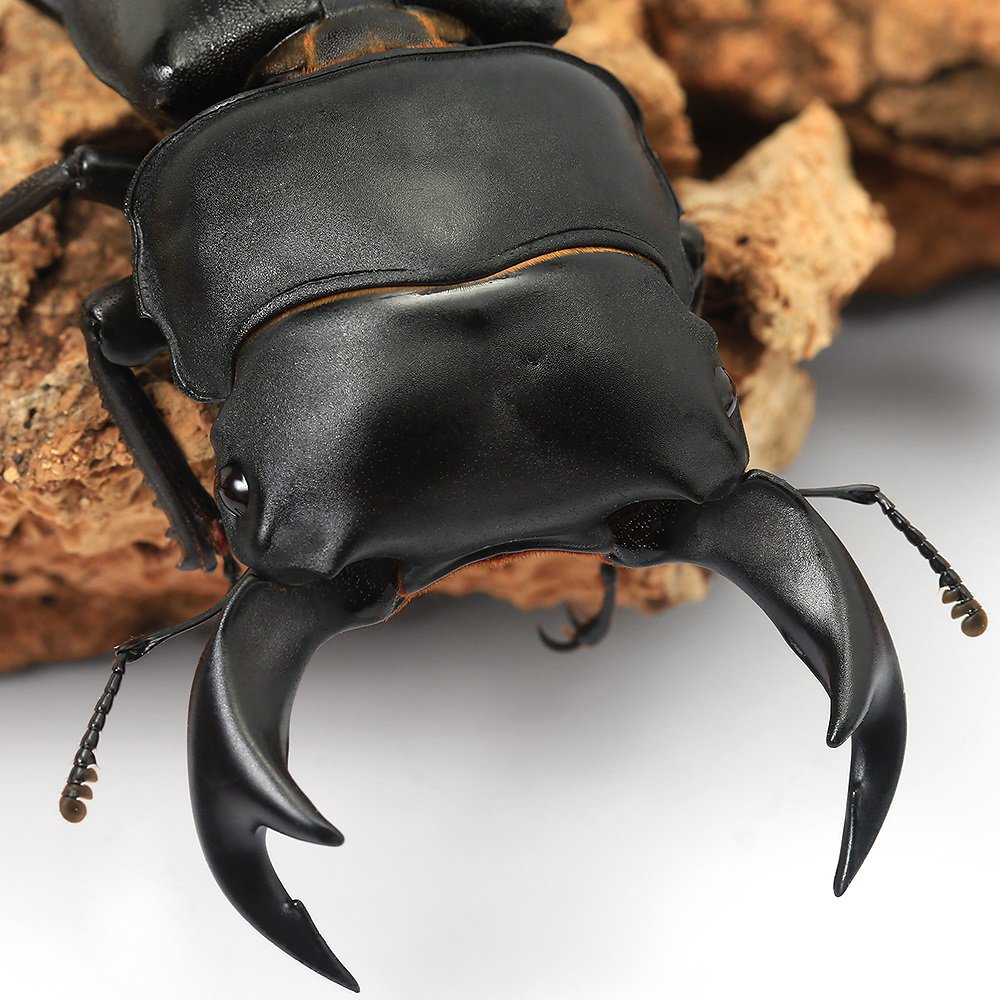 （昆虫）タイワンオオクワガタ　南投懸産　６５ー６９ｍｍ（１ペア）　ＣＲＣ18―25―20―30―10