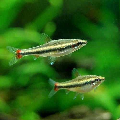 （熱帯魚）ナノストムス・ベックホルディ（ワイルド）（４匹）　北海道・九州航空便要保温　ＣＲＣ13―20―10―45―00