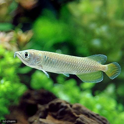 （熱帯魚）ノーザン・バラムンディ　Ｓサイズ（１匹）　北海道・九州航空便要保温　ＣＲＣ13―56―10―00―00