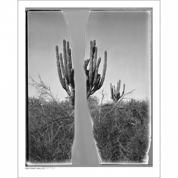 DAN ISAAC WALLIN CACTI 137 フォトグラフィ/ポスター