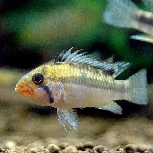 （熱帯魚）アピストグラマ・ノーベルティ（ワイルド）（１ペア）　北海道航空便要保温　ＣＲＣ13―28―16―00―00