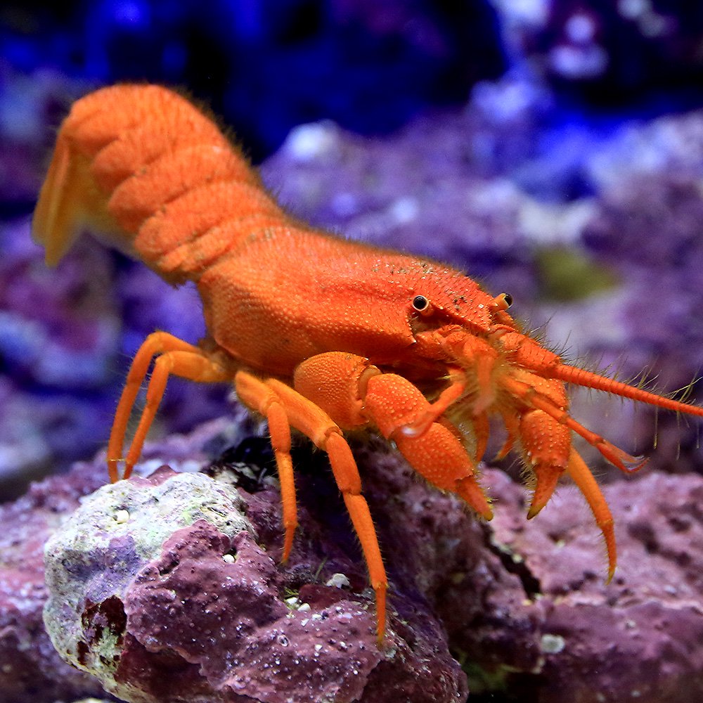 （海水魚）エビ　ヨロンエビ（１匹）　ＣＲＣ26―40―10―60―00