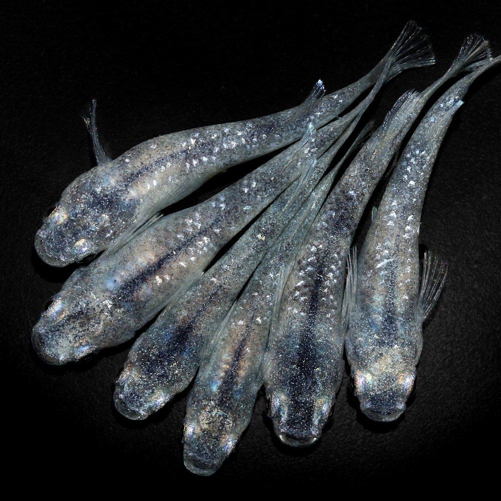 （めだか）ホワイトタイガーダイヤメダカ　メダカ屋サバンナ直系（３匹）　ＣＲＣ60―20―22―70―30