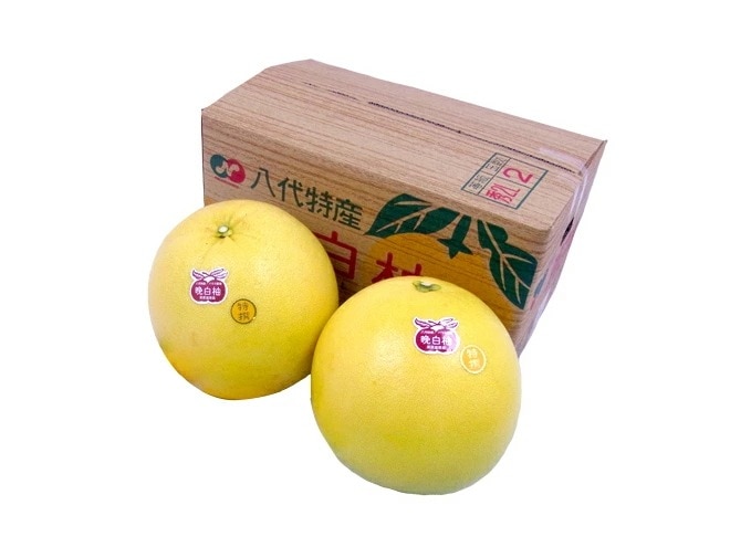 熊本県八代特産 =晩白柚= ばんぺいゆ 秀品 2Lサイズ 2玉 化粧箱入り 予約 1月下旬以降