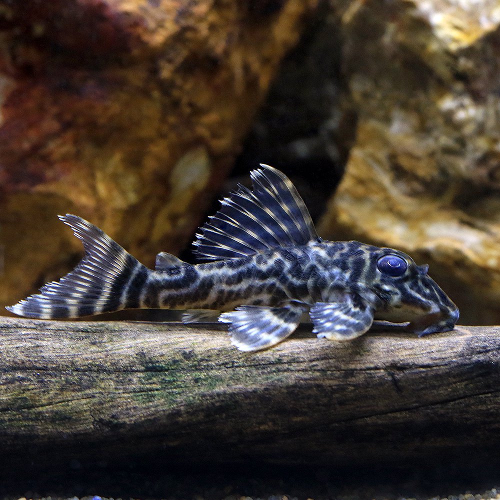 （熱帯魚）ヒパンキストリスｓｐ．ヴァウペス（ワイルド）（１匹）　北海道航空便要保温　ＣＲＣ13―44―20―00―00 13,330円