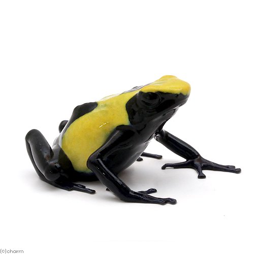 （両生類）アイゾメヤドクガエル　シトロネラｃｉｔｒｏｎｅｌｌａ（１匹）　ＣＲＣ17―05―35―20―00