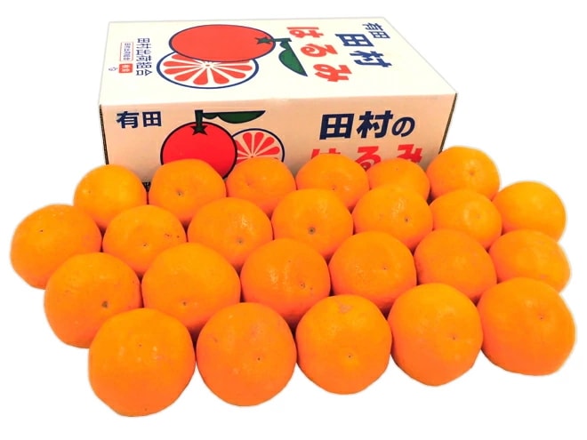和歌山有田 田村産 =はるみみかん= 秀品 約5kg 大きさおまかせ 予約 1月下旬以降
