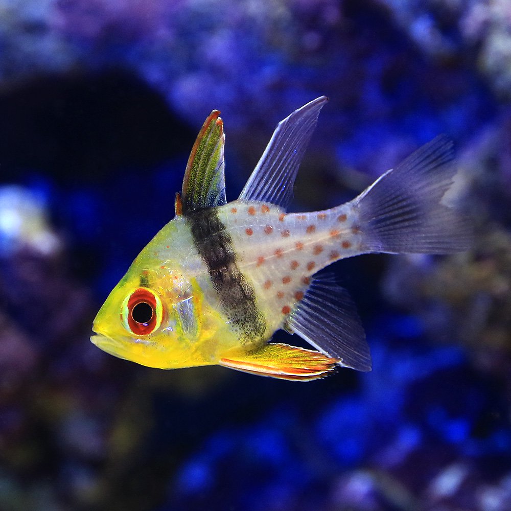 （海水魚）マンジュウイシモチ（５匹）　北海道・九州航空便要保温　ＣＲＣ26―30―28―00―00