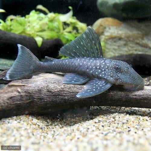 （熱帯魚）ブルーフィン・プレコ　Ｌサイズ（ワイルド）（１匹）　北海道・九州航空便要保温　ＣＲＣ13―44―40―00―00