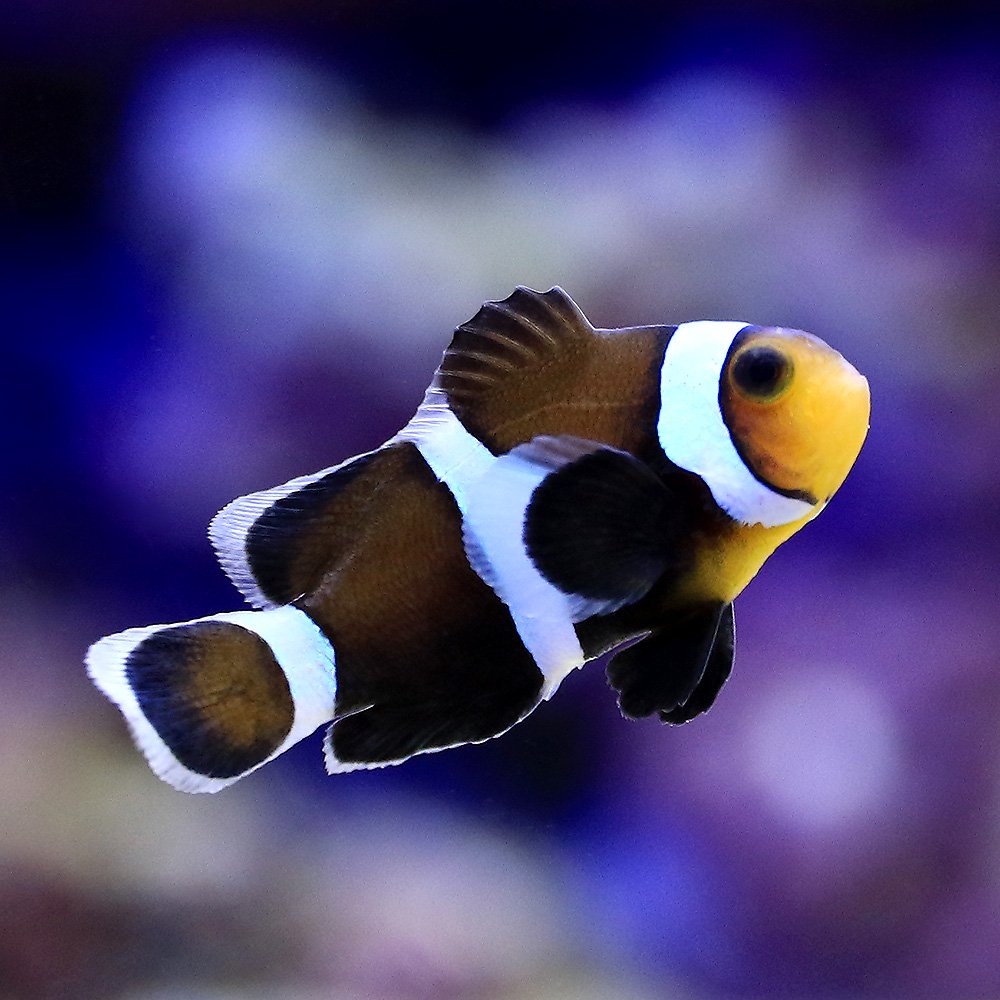 （海水魚）ブラックオセラリス（ブリード）（３匹）　北海道・九州航空便要保温　ＣＲＣ26―30―16―10―00