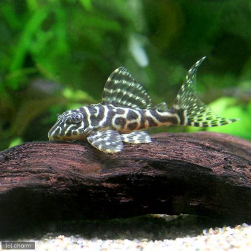 （熱帯魚）ゴールデンキングロイヤル・ペコルティア　Ｓサイズ（ブリード）（１匹）　北海道航空便要保温　ＣＲＣ13―44―20―00―00