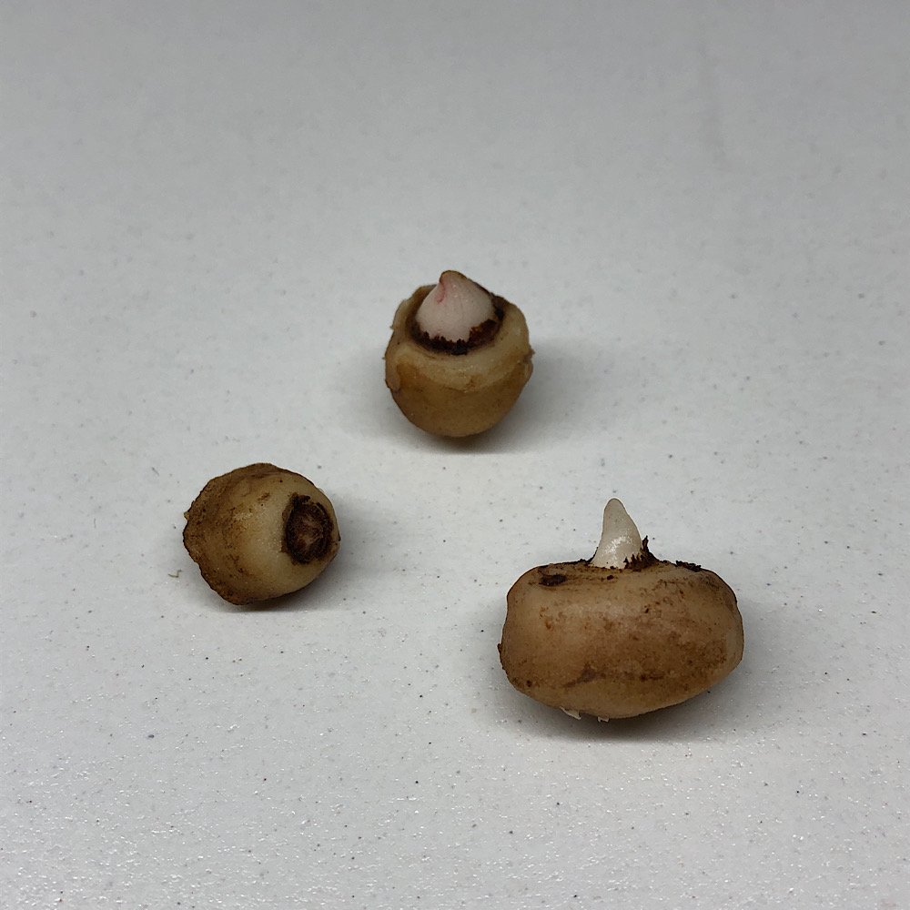 (山野草)テンナンショウ(天南星)Arisaema franchetianum Sサイズ 1球入り 3号(1ポット) CRC15―35―45―00―00
