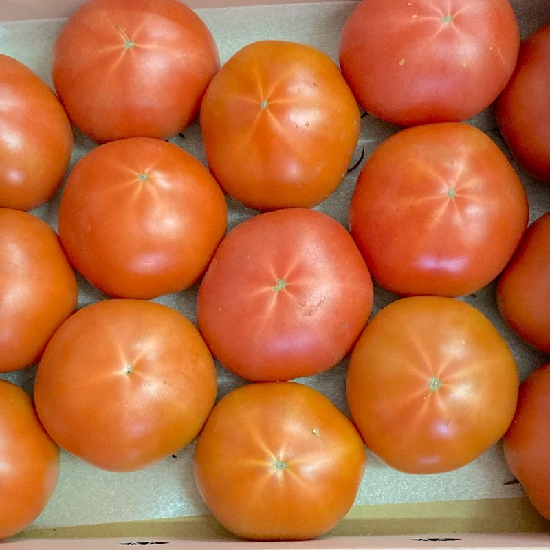 熊本県 八代産 高糖度 塩トマト 約1キロ 秀品【003】不知火海 フルーツトマト とまと フルーツ 贈り物 お歳暮 ギフト 高級 冷蔵便 【バイヤー推奨商品】