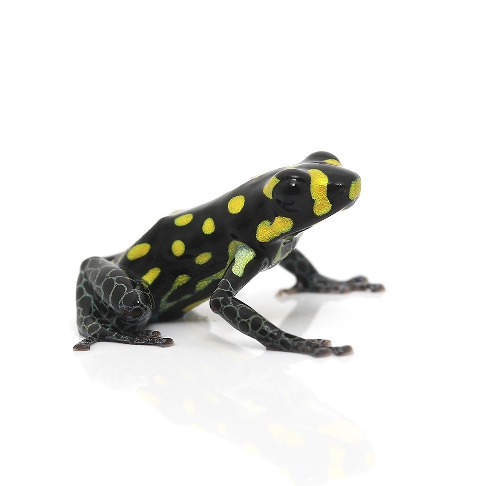 （両生類）国内ブリード　バンゾリーニヤドクガエル（１匹）　北海道・九州航空便要保温　ＣＲＣ17―05―35―20―00