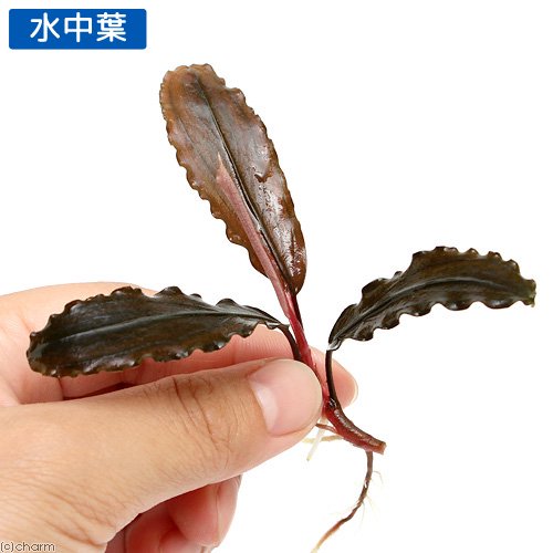（水草）ブセファランドラｓｐ．Ｃｏｐｐｅｒ（無農薬）（水中葉）（１株）　ＣＲＣ12―30―54―00―00