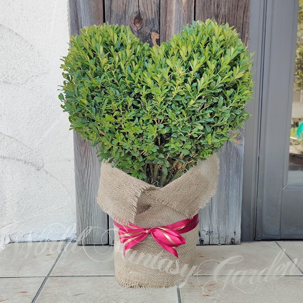 [World Fantasy Garden] ギフト ツゲの木 トピアリー ハート仕立て 1鉢 8号【お取り寄せ】 WFG 鉢植え Buxus microphylla プレゼント お祝い 開店祝い