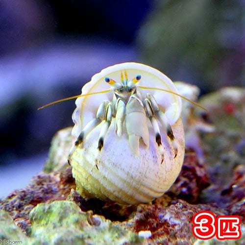 （海水魚）ヤドカリ　沖縄産　シロサンゴヤドカリ（３匹）　ＣＲＣ26―40―30―10―00 5,455円