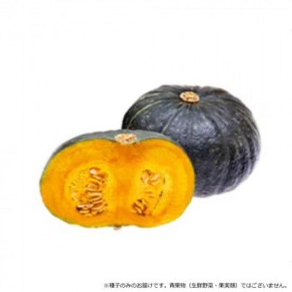 小林種苗 カボチャ種子 マロンゴールド 8141 500粒