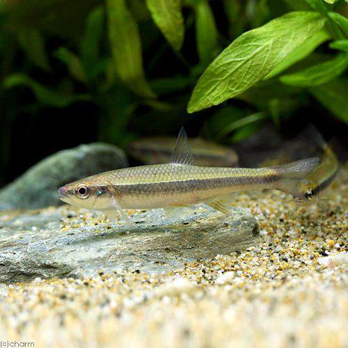 （熱帯魚）イエローフィンシャイナー（１匹）　北海道航空便要保温　ＣＲＣ13―24―99―00―00