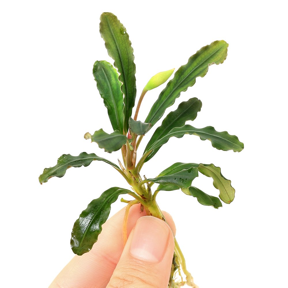 （水草）ブセファランドラｓｐ．Ｔｅｂａｋａｎｇ（水上葉）（１株）　ＣＲＣ12―71―20―00―00