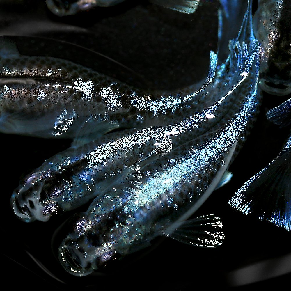 （めだか）ミッドナイトフリル　体外光タイプ（５匹）　北海道・九州航空便要保温　ＣＲＣ60―20―22―40―10