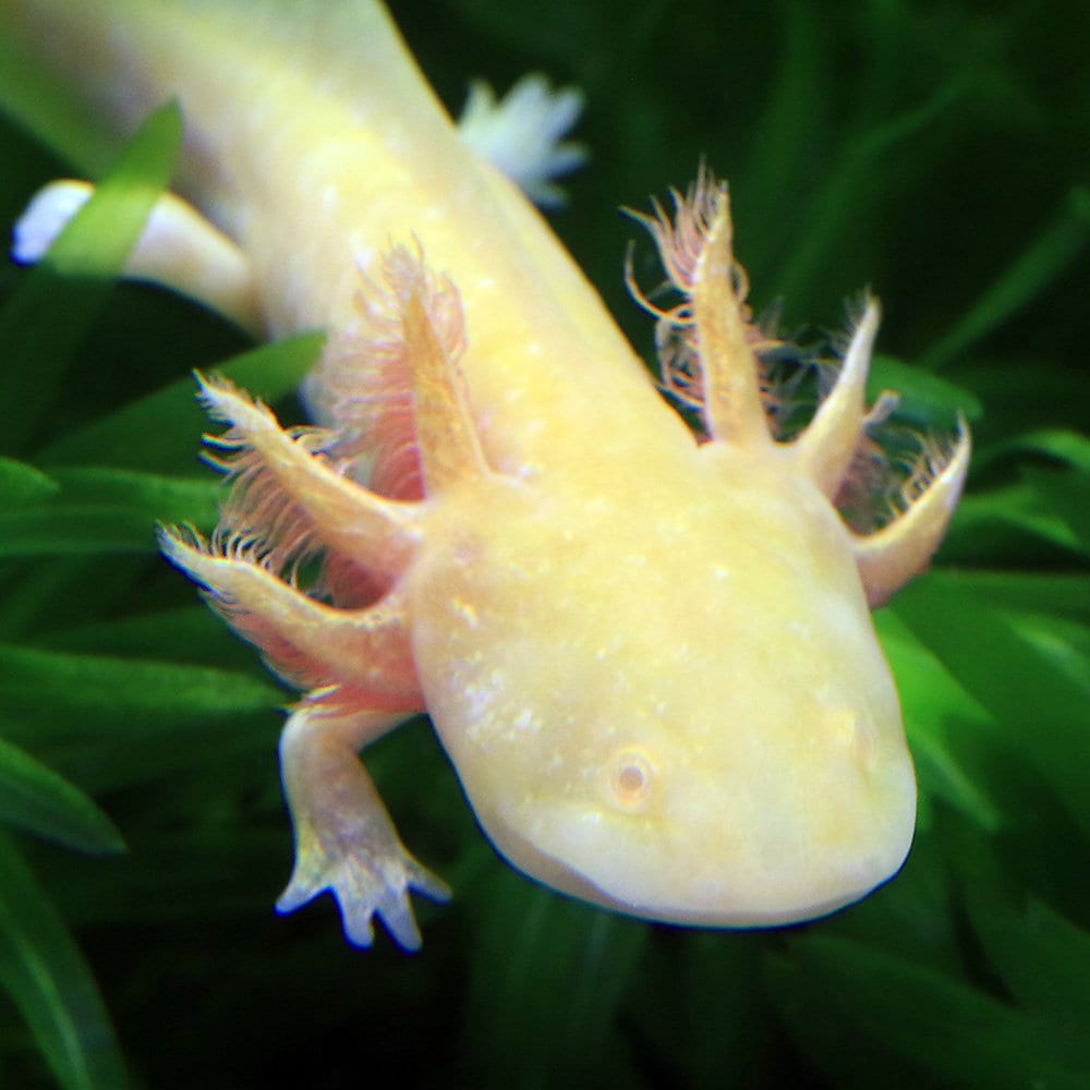 （両生類）アンダーソンサラマンダーXウーパールーパー　ゴールデン　Ｓサイズ（１匹）　北海道航空便要保温　ＣＲＣ17―05―55―00―00