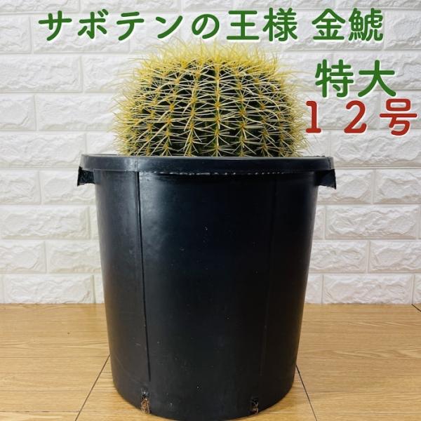 サボテンの王様 金鯱 12号鉢 大型 特大 観葉植物 多肉植物 金シャチ おしゃれでかわいい ギフト 置物 プレゼント インテリア