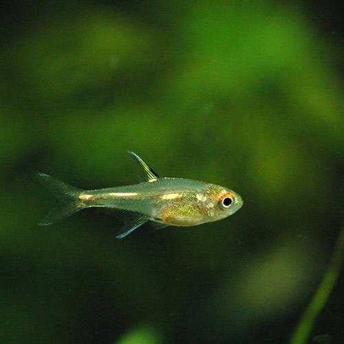 （熱帯魚）ブリタニクティス・イエロー（３匹）　北海道・九州航空便要保温　ＣＲＣ13―20―10―15―00