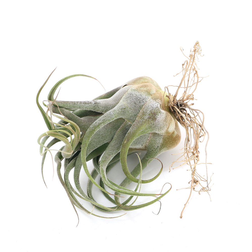 （観葉植物）エアープランツ　チランジア　ブルボーサXプエブレンシス　（１株）　ＣＲＣ15―50―10―00―00