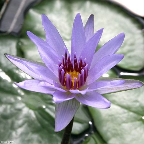 （ビオトープ）睡蓮　熱帯性睡蓮（スイレン）（青）　ウッズ　ブルー　ゴッデス（１ポット）　ＣＲＣ15―10―23―40―00 5,195円