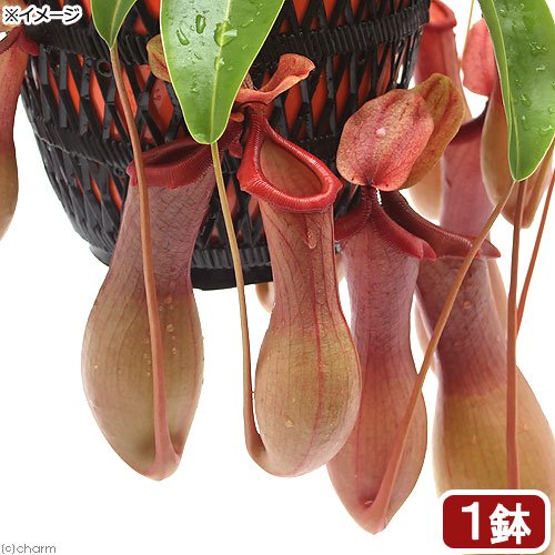 （食虫植物）ウツボカズラ　ネペンテス　アラタ　吊り鉢タイプ　５号（１鉢）　ＣＲＣ15―40―05―00―00