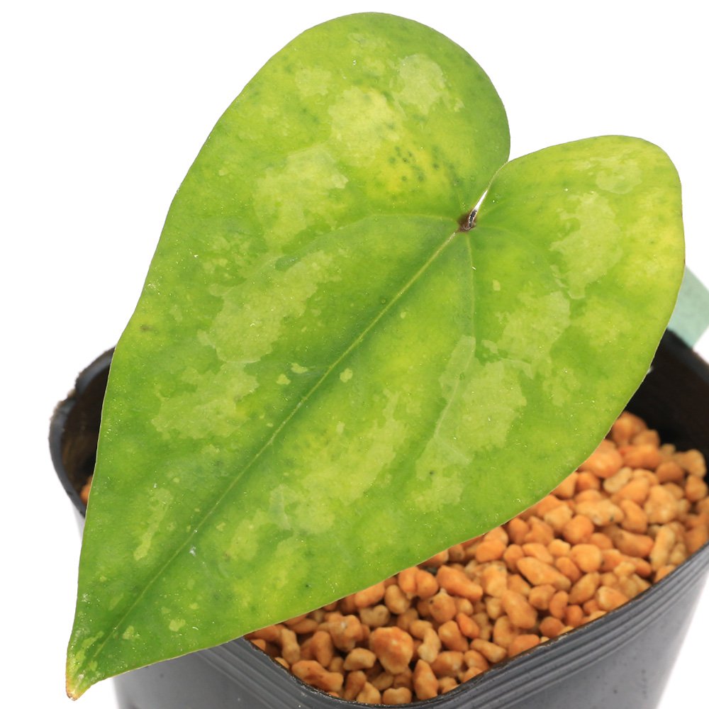 （山野草）カンアオイ（寒葵）ヤエヤマカンアオイ（八重山寒葵）　台湾産　３号（１ポット）古典園芸　ＣＲＣ15―35―40―00―00 5,116円