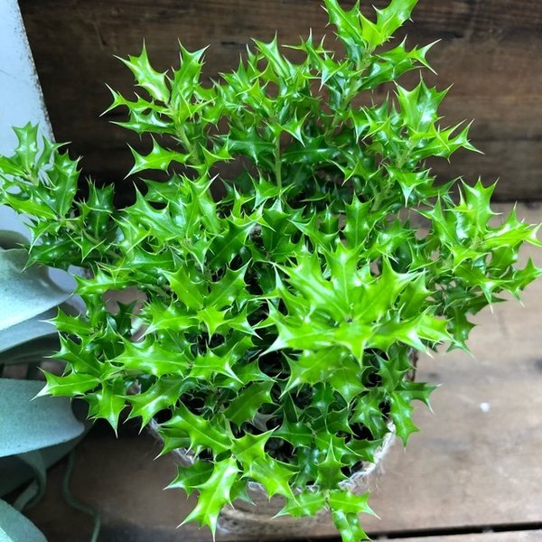 Qoo10 姫ヒイラギ 魔除け木に クリスマス 観葉 ガーデニング Diy 工具