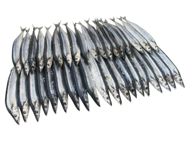 2025年新物！北海道産 =塩さんま=35-45尾前後 約5kg サンマ 秋刀魚 予約 入荷次第発送