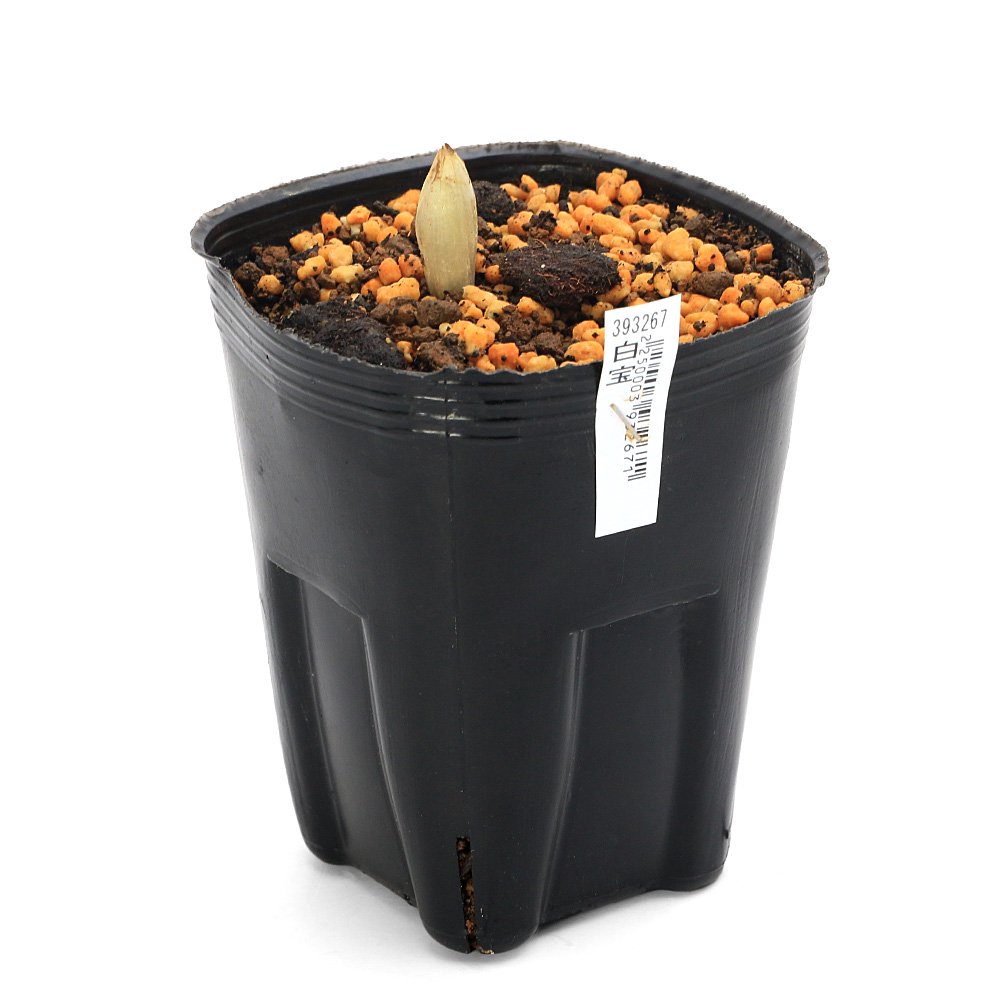 （山野草）フクジュソウ（福寿草）白宝（ハクホウ）３ー４号（１ポット）　ＣＲＣ15―35―12―00―00