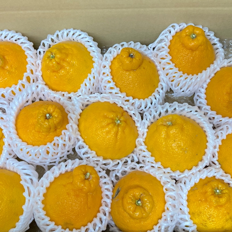 熊本県産 デコハウスみかん 不知火柑 約5キロ 箱込み 特A優品【001】フルーツ みかん 蜜柑 ミカン 柑橘類 柑橘 熊本 熊本産 食品 通販 ギフト プレゼント 【バイヤー推奨商品】