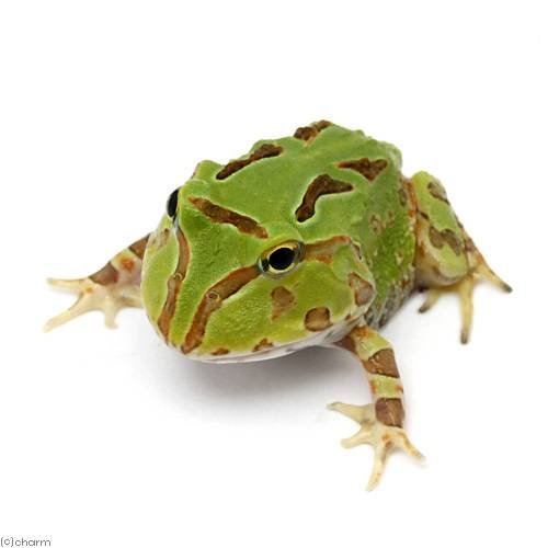 （両生類）ホオコケツノガエル　ミックスカラー（１匹）　ＣＲＣ17―05―35―30―00